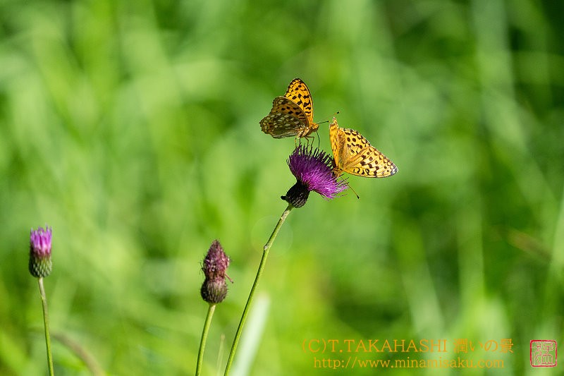 ../Images/7R240721 (8).jpg